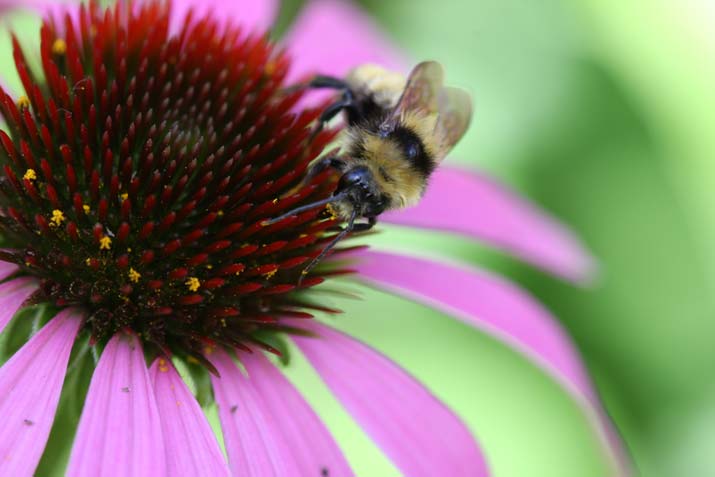 Canadian Wildlife Federation: Bee bungalow