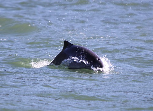 Canadian Wildlife Federation: Porpoises