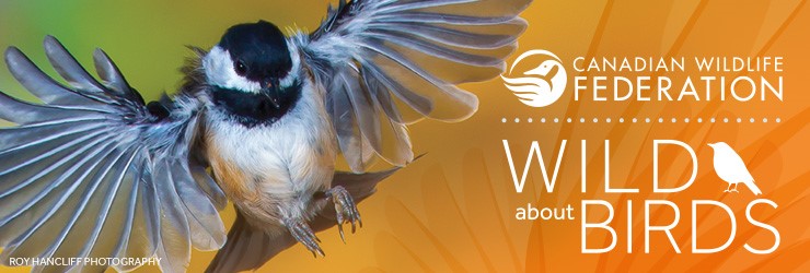 wild about birds header