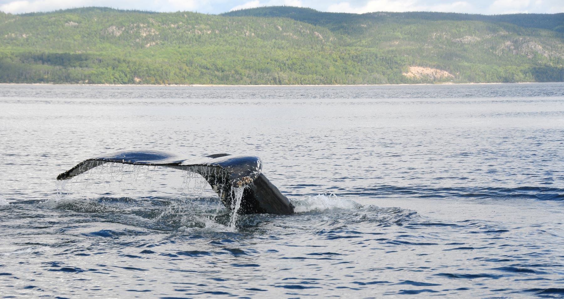 humpbackwhale st lawrence river