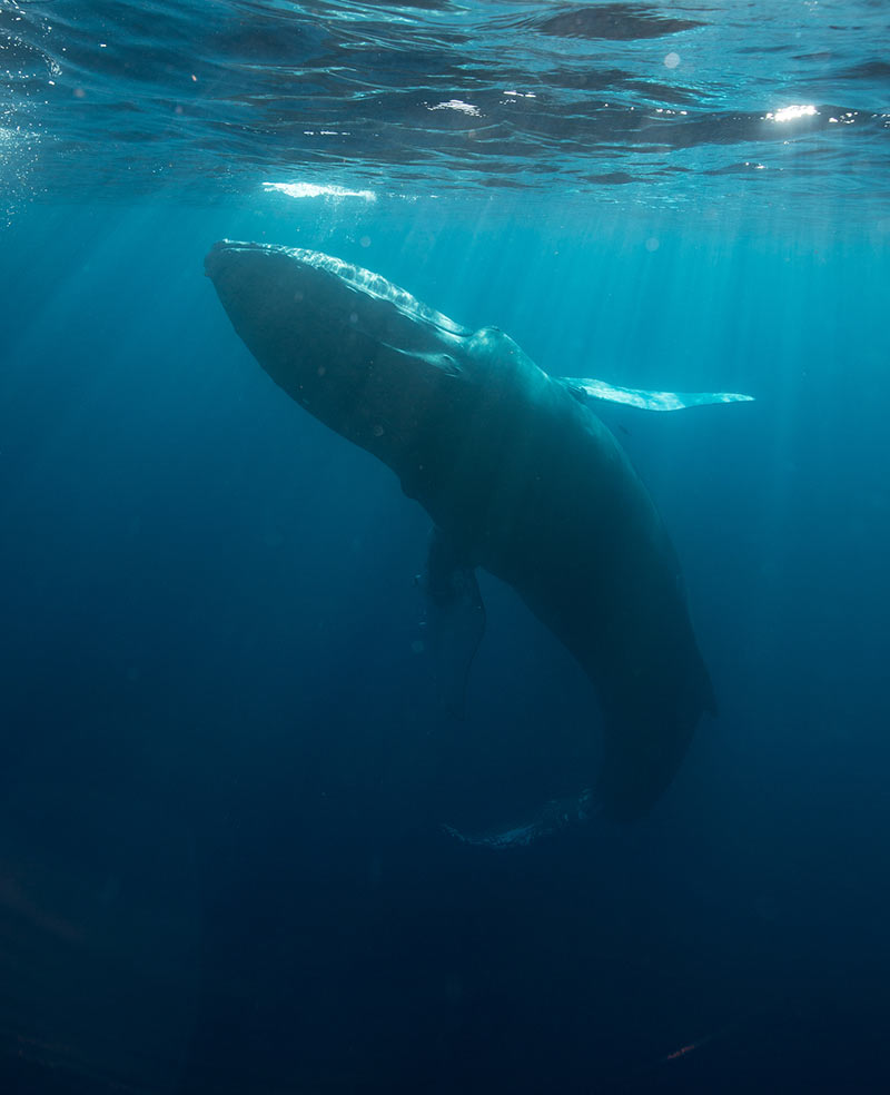 humpback whale underwater