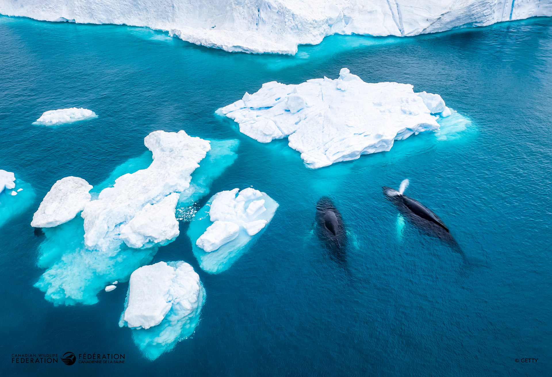 Humpback whales near ice