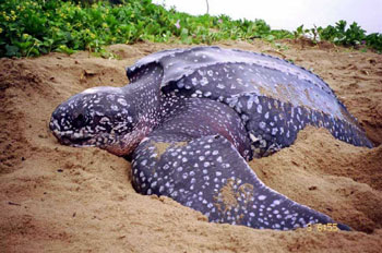 Following Leatherback Sea Turtles as they Migrate to their Southern Nesting Grounds