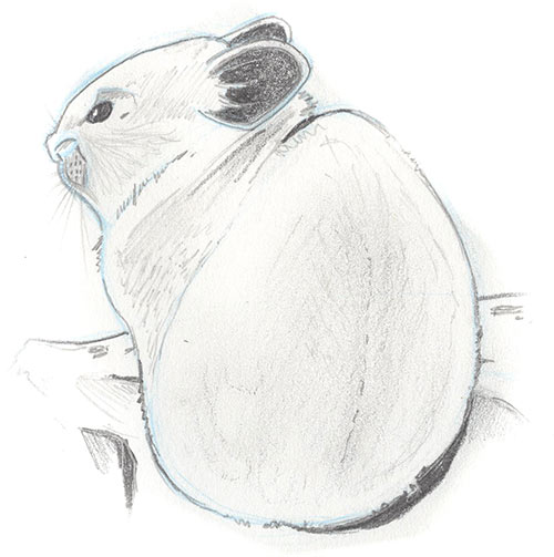 Illustration of an American Pika
