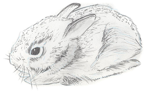Illustration of Eastern Cottentail Rabbit