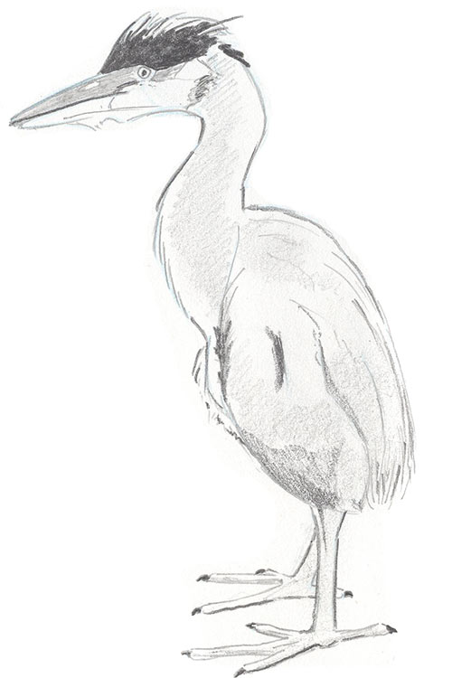 Illustration of Great Blue Heron