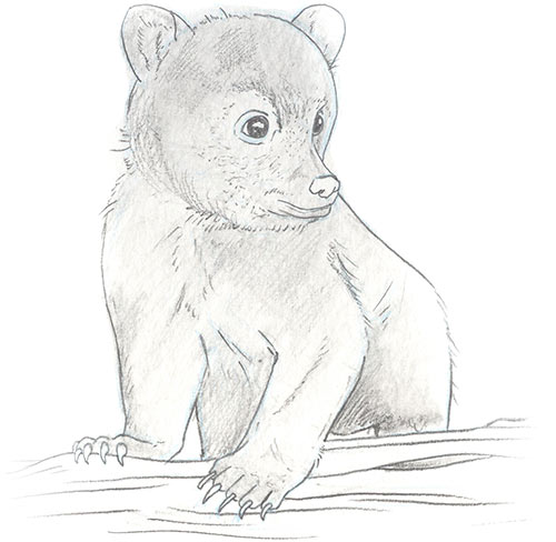 Illustration of black bear cub