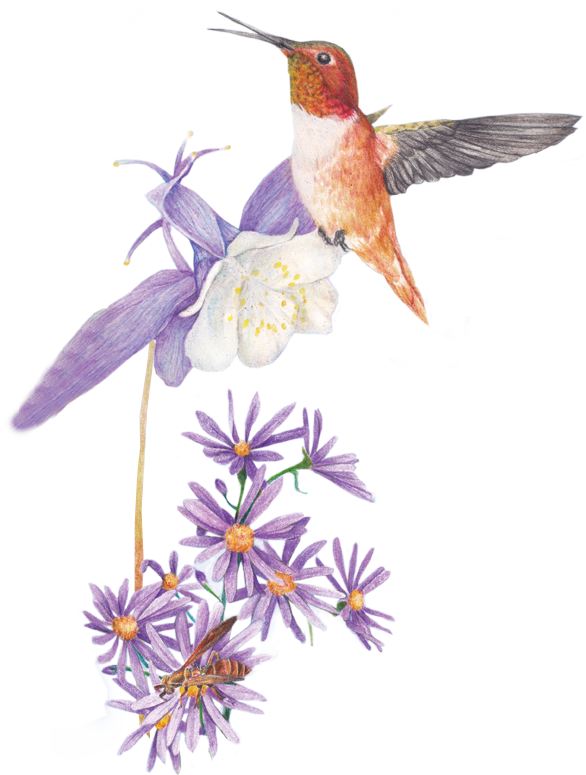 Illustration of hummingbird with Aster flower