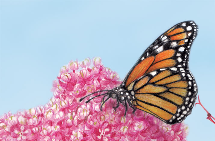 monarch butterfly on pink flowers