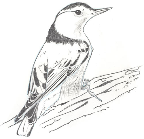 Illustration of a white-breasted nuthatch bird