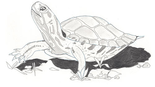 Illustration of female painted turtle