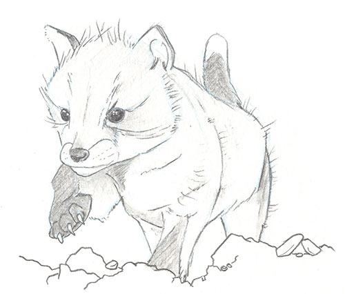Illustration of small red fox