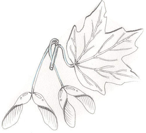 Illustration of maple seed