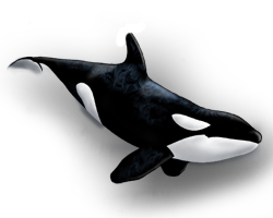 Killer whale