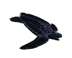 Leatherback turtle
