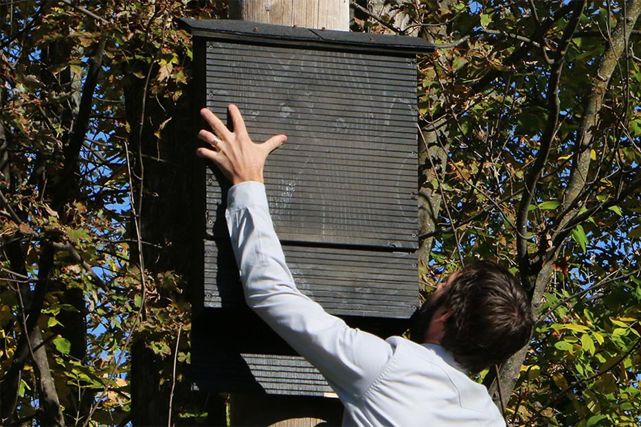 install bat house