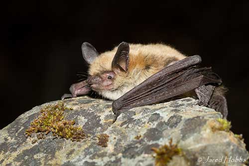 Fringed bat