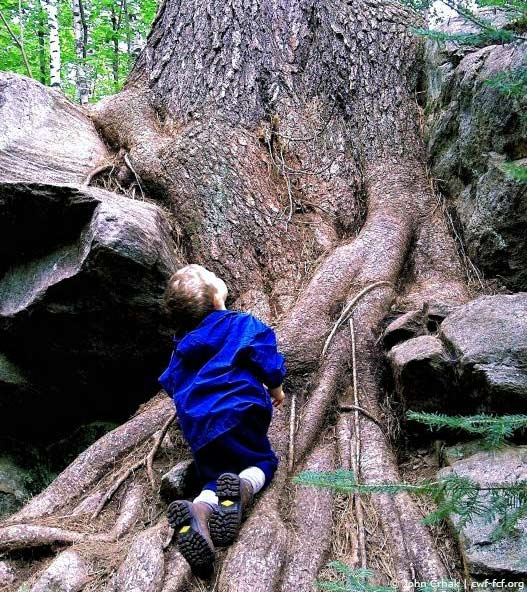 child looking up at tree