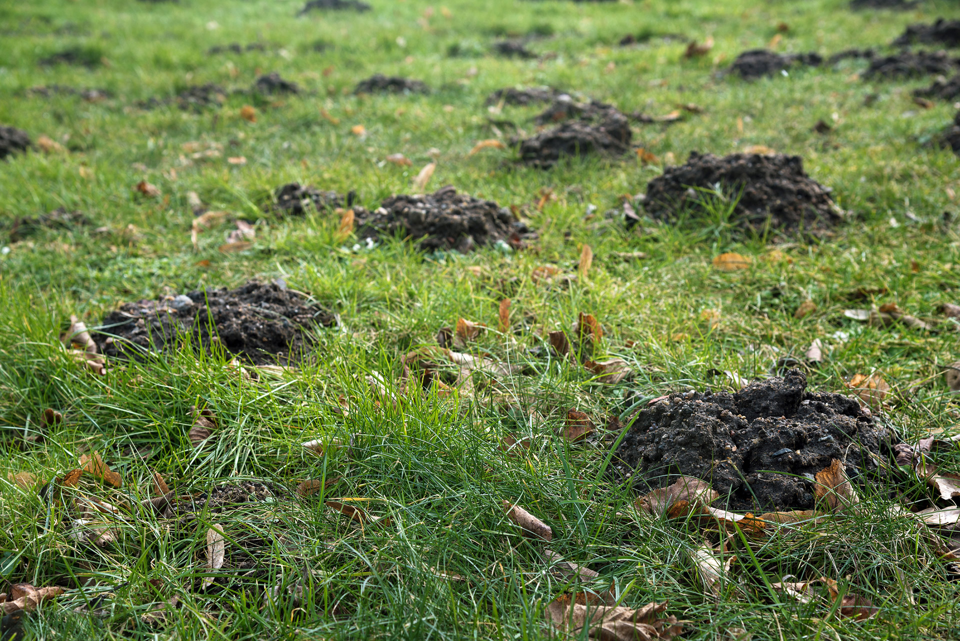 lawn problem grub