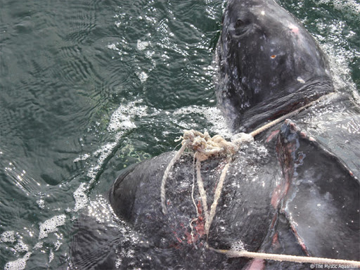 leatherback sea turtle entangled