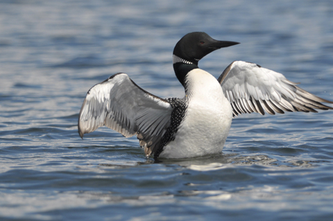 loon on water