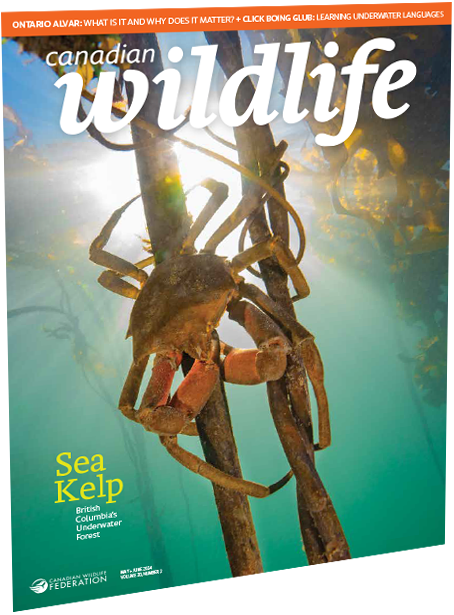 Canadian wildlife magazine cover