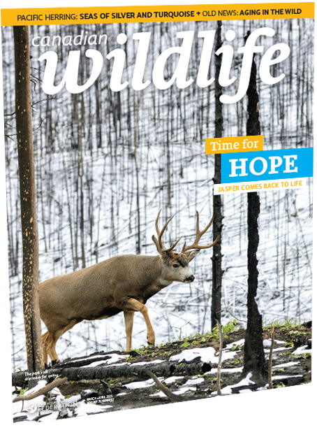 Canadian wildlife magazine cover