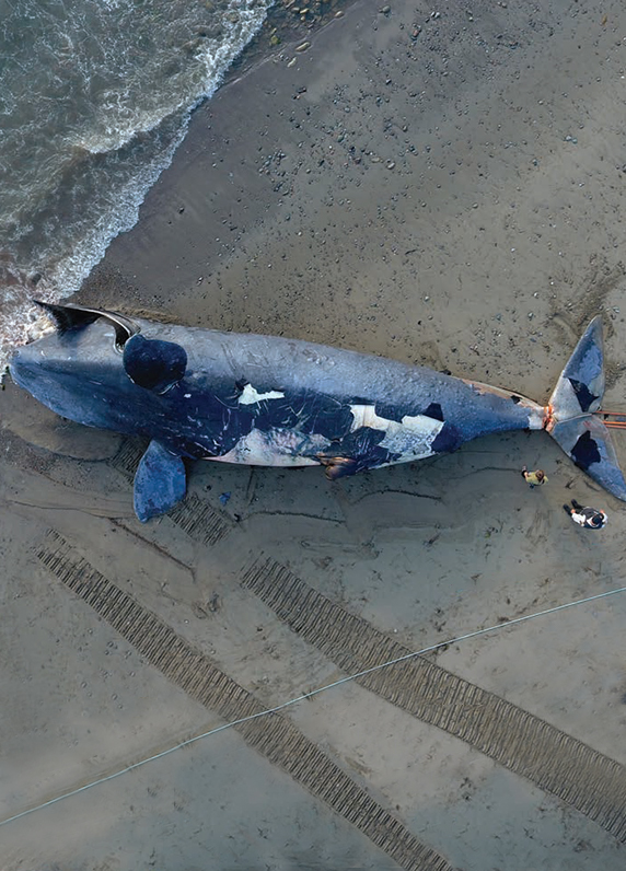 Marine Animal Response Society