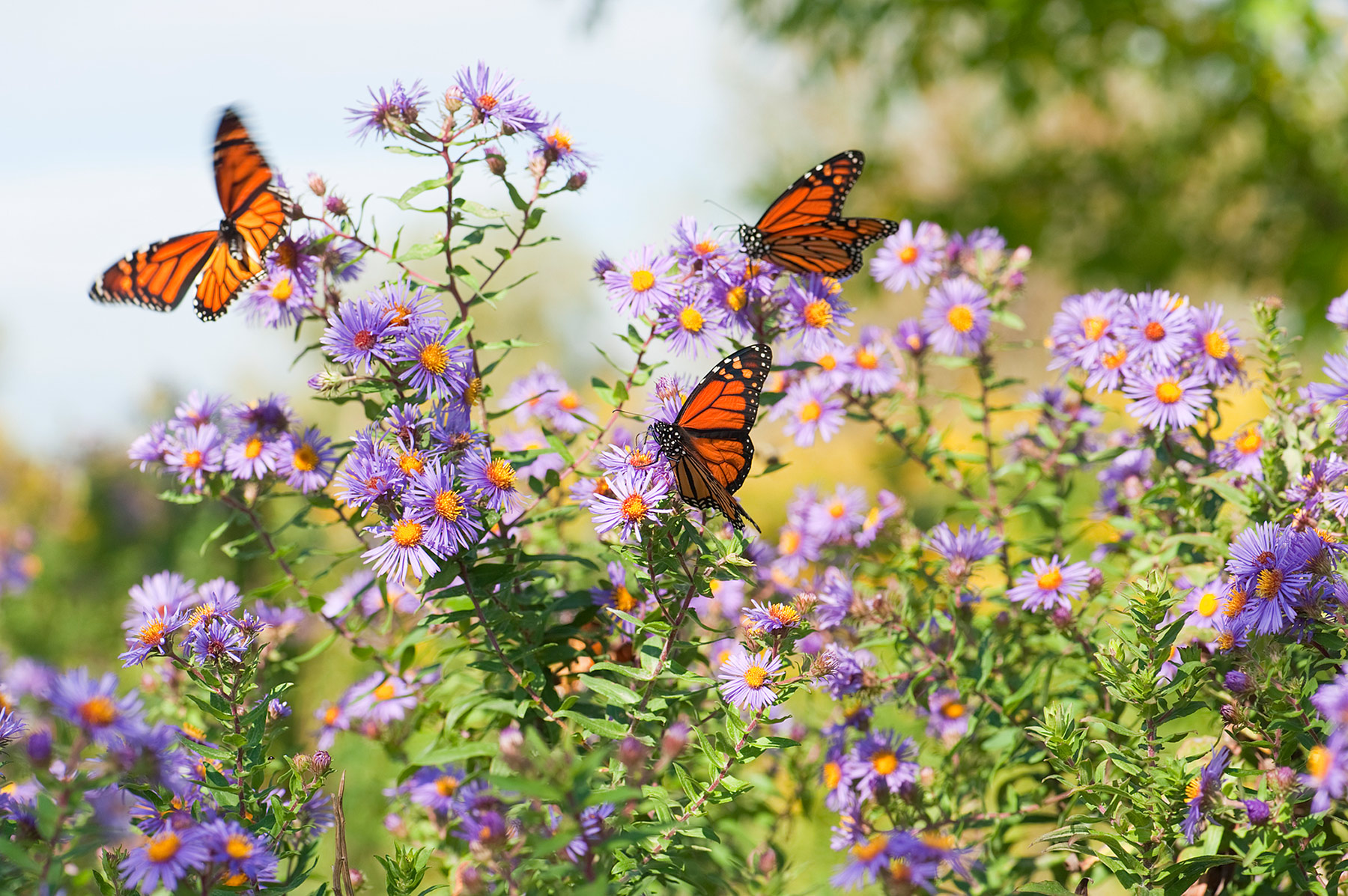 aster