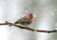 House finch