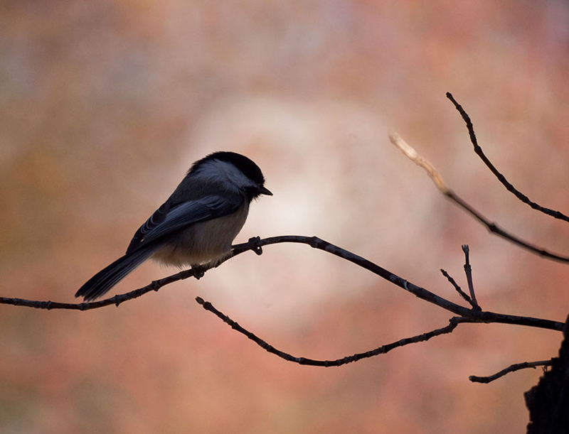 Une mésange se repose à l’ombre