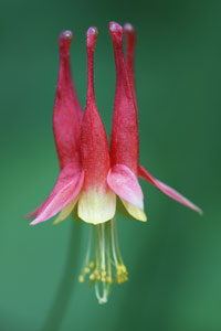 Eastern wild columbine 