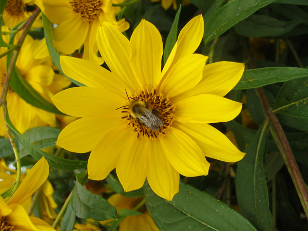 Native sunflower