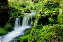 Forest and stream in New Brunswick