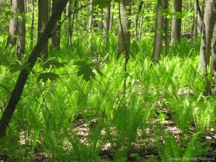 Forêts et champs