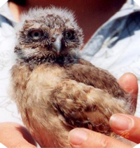Baby Burrowing Owl