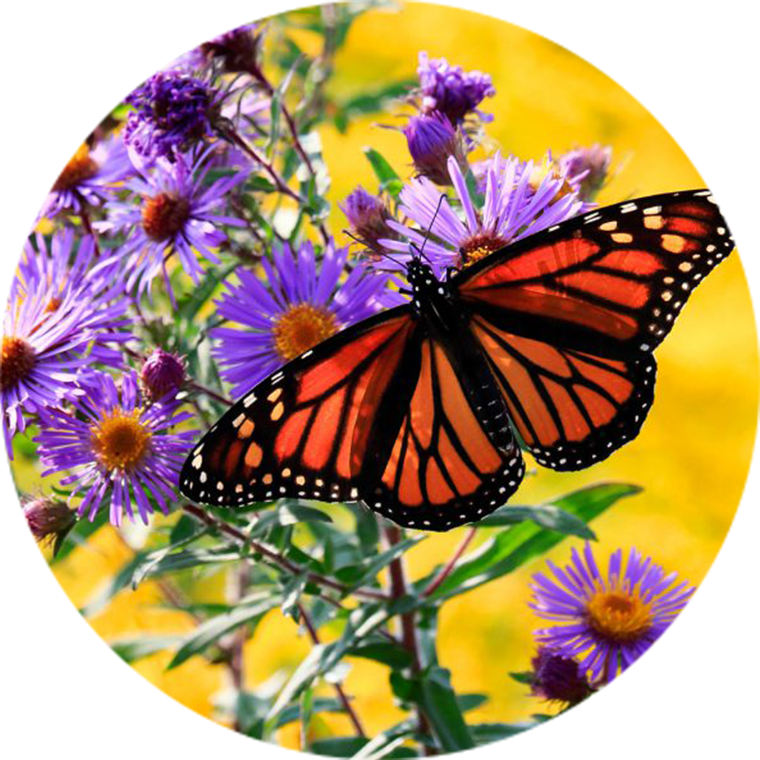 monarch butterfly