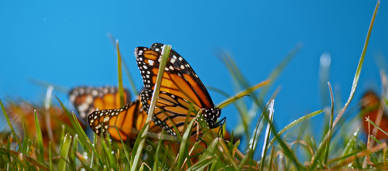monarch butterfly
