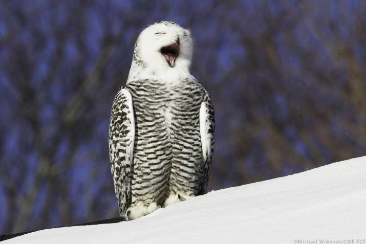 snowy owl