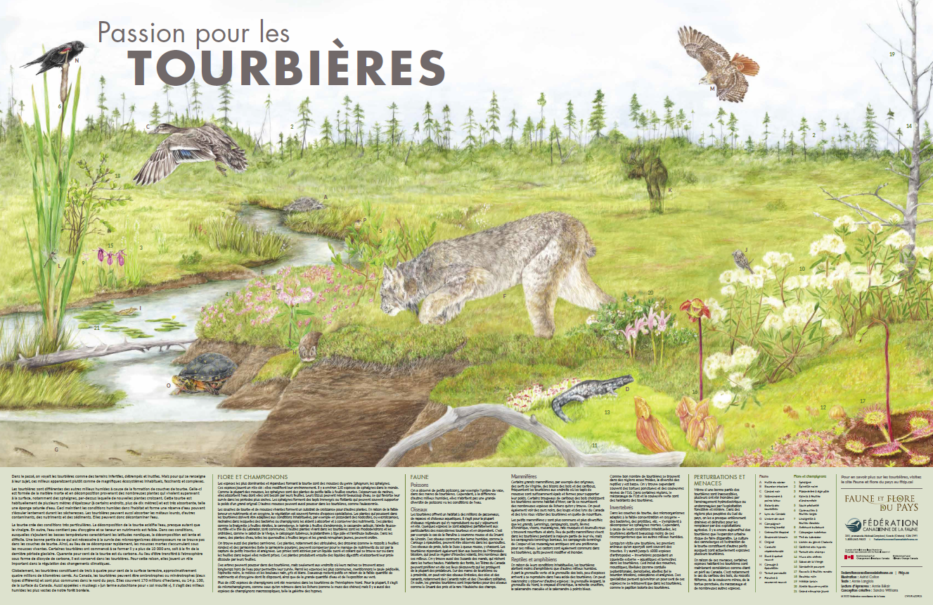 affiches avec les animaux trouvé dans les tourbières