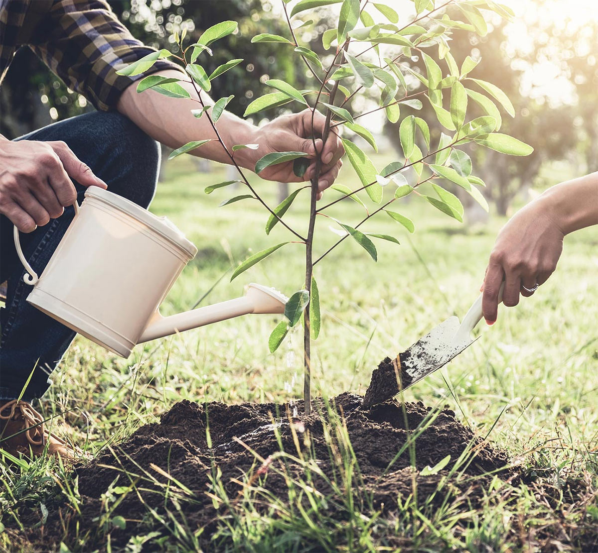 planting tree