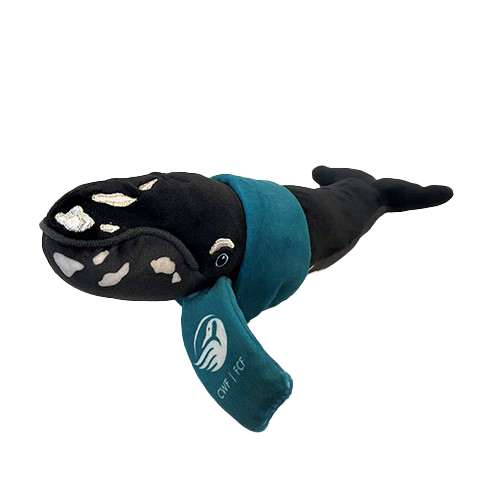 Baleine noire de l'Atlantique Nord