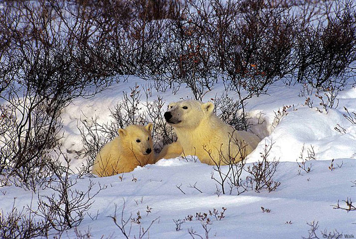 polar bear mother with cub in den