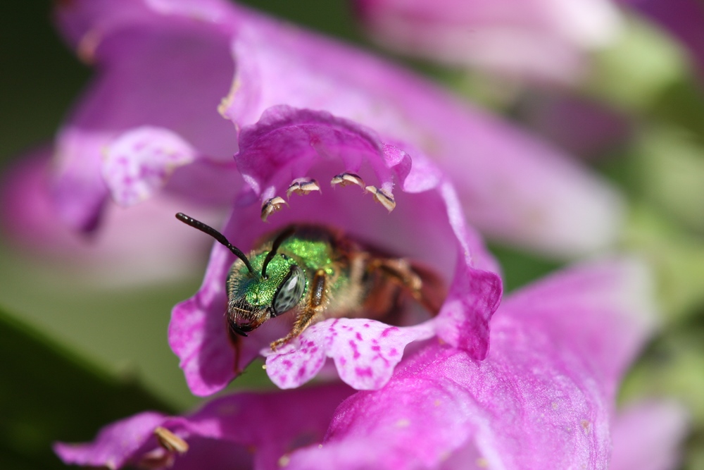 Canadian Wildlife Federation Green Sweat Bee