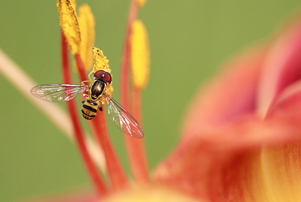 Canadian Wildlife Federation Hover Fly