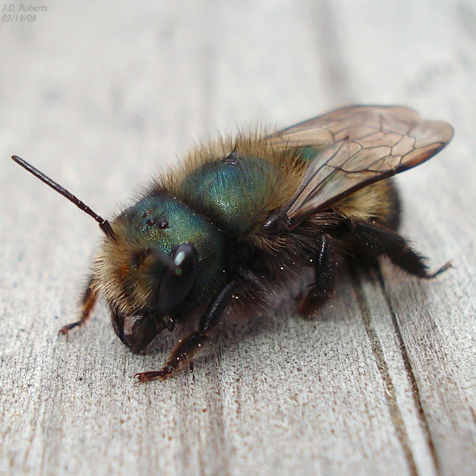 Canadian Wildlife Federation: Mason Bee