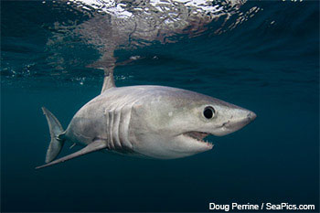 Porbeagle Shark