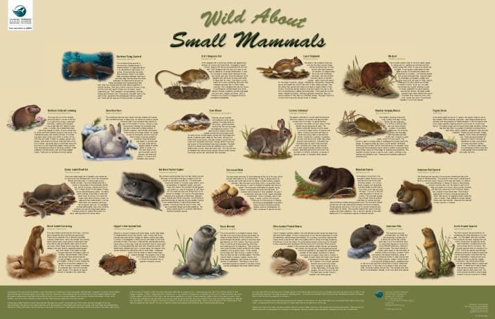 wild about small mammals