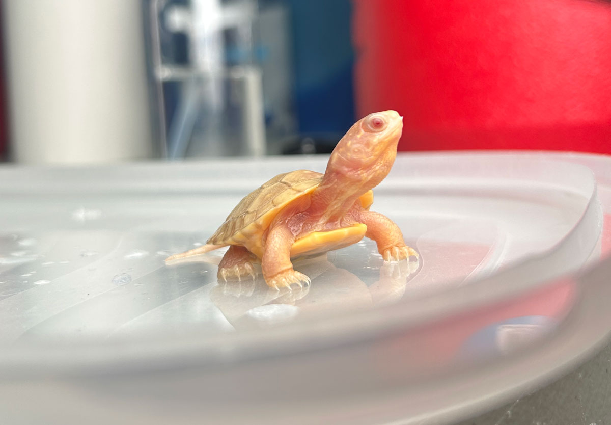 albino blandings turtle