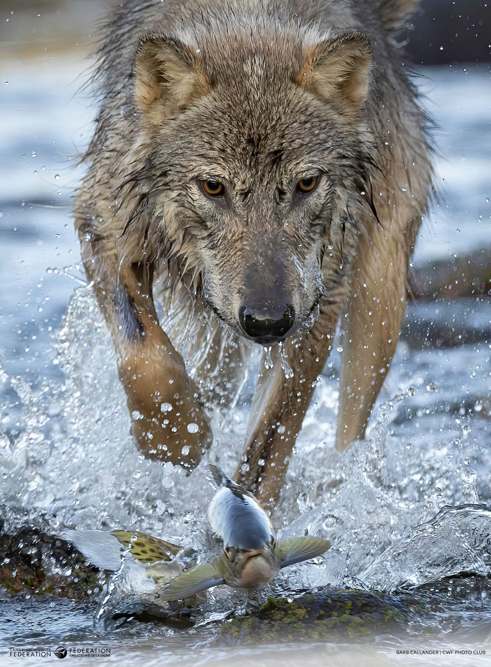 Coastal wolf chasing fish - Barb Callander